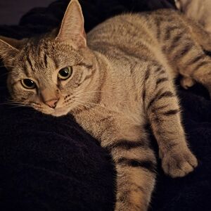 I hope to have a variety of items at Wilds' Treasure Chest